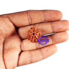 Load image into Gallery viewer, 7 Mukhi Nepalese Rudraksha - Bead No 688