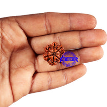 Load image into Gallery viewer, 7 Mukhi Nepalese Rudraksha - Bead No 690