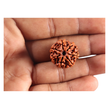 Load image into Gallery viewer, 7 Mukhi Nepalese Rudraksha - Bead No 132
