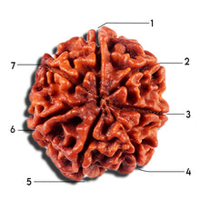 Load image into Gallery viewer, 7 Mukhi Nepalese Rudraksha - Bead No 11
