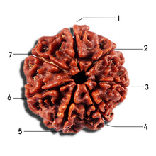 Load image into Gallery viewer, 7 Mukhi Nepalese Rudraksha - Bead No12