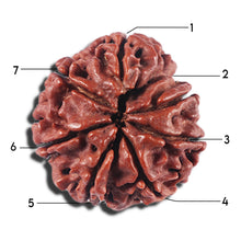 Load image into Gallery viewer, 7 Mukhi Nepalese Rudraksha - Bead No 13