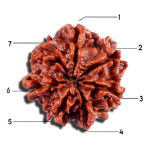 Load image into Gallery viewer, 7 Mukhi Nepalese Rudraksha - Bead No 14