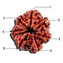 Load image into Gallery viewer, 7 Mukhi Nepalese Rudraksha - Bead No 15