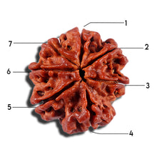 Load image into Gallery viewer, 7 Mukhi Nepalese Rudraksha - Bead No. 22