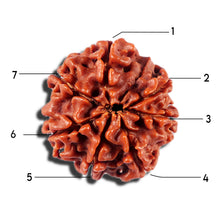 Load image into Gallery viewer, 7 Mukhi Nepalese Rudraksha - Bead No 3