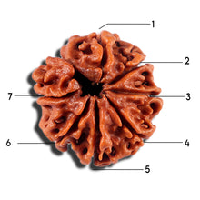Load image into Gallery viewer, 7 Mukhi Nepalese Rudraksha - Bead No 4