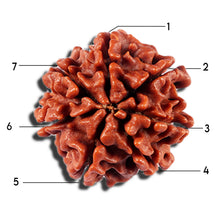 Load image into Gallery viewer, 7 Mukhi Nepalese Rudraksha - Bead No 5