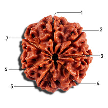 Load image into Gallery viewer, 7 Mukhi Nepalese Rudraksha - Bead No 691