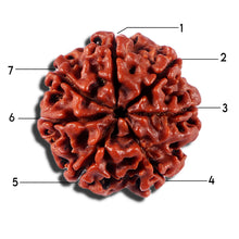 Load image into Gallery viewer, 7 Mukhi Nepalese Rudraksha - Bead No 696