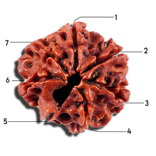 Load image into Gallery viewer, 7 Mukhi Nepalese Rudraksha - Bead No 698