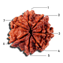 Load image into Gallery viewer, 7 Mukhi Nepalese Rudraksha - Bead No 6