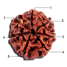 Load image into Gallery viewer, 7 Mukhi Nepalese Rudraksha - Bead No 701