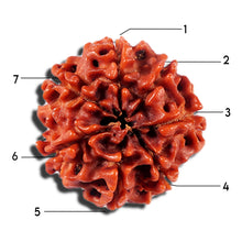 Load image into Gallery viewer, 7 Mukhi Nepalese Rudraksha - Bead No 7