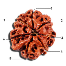 Load image into Gallery viewer, 7 Mukhi Nepalese Rudraksha - Bead No 8