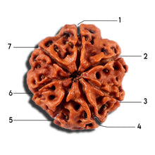 Load image into Gallery viewer, 7 Mukhi Nepalese Rudraksha - Bead No 1