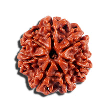 Load image into Gallery viewer, 7 Mukhi Nepalese Rudraksha - Bead No 3