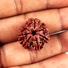 Load image into Gallery viewer, 7 Mukhi Nepalese Rudraksha - Bead No 13