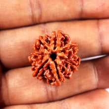 Load image into Gallery viewer, 7 Mukhi Nepalese Rudraksha - Bead No 21