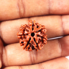 Load image into Gallery viewer, 7 Mukhi Nepalese Rudraksha - Bead No 5