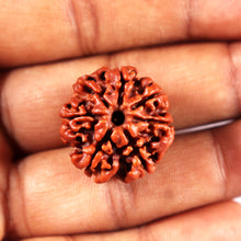 Load image into Gallery viewer, 7 Mukhi Nepalese Rudraksha - Bead No 696