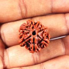 Load image into Gallery viewer, 7 Mukhi Nepalese Rudraksha - Bead No 698