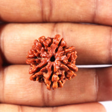 Load image into Gallery viewer, 7 Mukhi Nepalese Rudraksha - Bead No 6