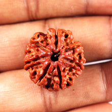 Load image into Gallery viewer, 7 Mukhi Nepalese Rudraksha - Bead No 9