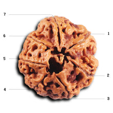 Load image into Gallery viewer, 7 Mukhi Nepalese Rudraksha - Bead No. 26