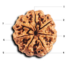 Load image into Gallery viewer, 7 Mukhi Nepalese Rudraksha - Bead No.27