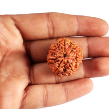 Load image into Gallery viewer, 7 Mukhi Nepalese Rudraksha - Bead No. 31