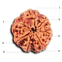 Load image into Gallery viewer, 7 Mukhi Nepalese Rudraksha - Bead No.34
