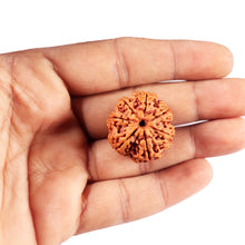 Load image into Gallery viewer, 7 Mukhi Nepalese Rudraksha - Bead No.34