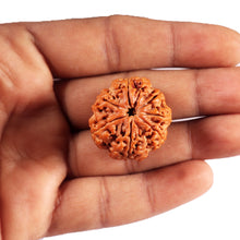 Load image into Gallery viewer, 7 Mukhi Nepalese Rudraksha - Bead No. 35