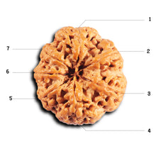 Load image into Gallery viewer, 7 Mukhi Nepalese Rudraksha - Bead No. 36
