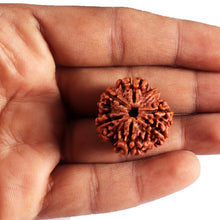 Load image into Gallery viewer, 7 Mukhi Nepalese Rudraksha - Bead No.39