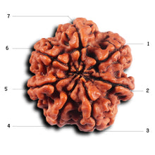 Load image into Gallery viewer, 7 Mukhi Nepalese Rudraksha - Bead No40