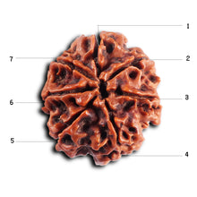 Load image into Gallery viewer, 7 Mukhi Nepalese Rudraksha - Bead No.41