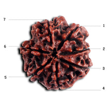 Load image into Gallery viewer, 7 Mukhi Nepalese Rudraksha - Bead No.43