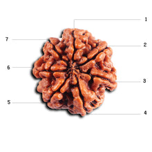 Load image into Gallery viewer, 7 Mukhi Nepalese Rudraksha - Bead No.44