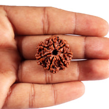 Load image into Gallery viewer, 7 Mukhi Nepalese Rudraksha - Bead No. 46