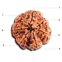 Load image into Gallery viewer, 7 Mukhi Nepalese Rudraksha - Bead No. 47