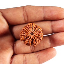Load image into Gallery viewer, 7 Mukhi Nepalese Rudraksha - Bead No. 47