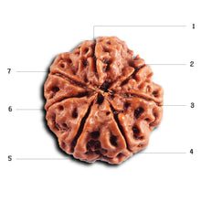 Load image into Gallery viewer, 7 Mukhi Nepalese Rudraksha - Bead No. 48