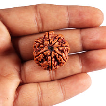 Load image into Gallery viewer, 7 Mukhi Nepalese Rudraksha - Bead No. 49