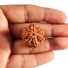Load image into Gallery viewer, 7 Mukhi Nepalese Rudraksha - Bead No. 51