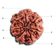 Load image into Gallery viewer, 7 Mukhi Nepalese Rudraksha - Bead No.53