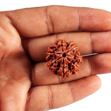 Load image into Gallery viewer, 7 Mukhi Nepalese Rudraksha - Bead No.53