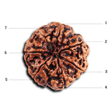 Load image into Gallery viewer, 7 Mukhi Nepalese Rudraksha - Bead No.57