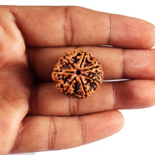 Load image into Gallery viewer, 7 Mukhi Nepalese Rudraksha - Bead No.57